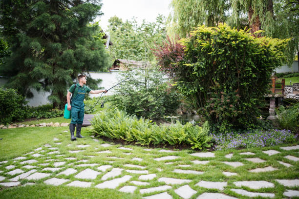 Best Local Pest Control Services  in Paincourtville, LA