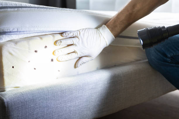 Best Ant Control Services  in Paincourtville, LA