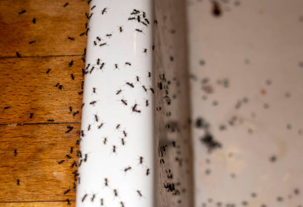 Best Cockroach Control Services  in Paincourtville, LA